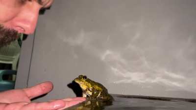 Froggy and I having a little chat! He&rsquo;s a Cape River frog and just too cute not to share. ❤️🐸❤️