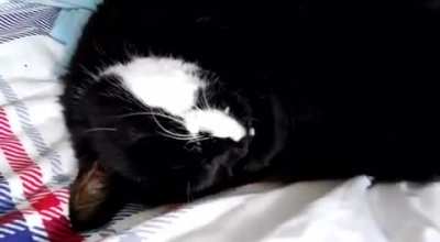 The late, great Kitty; my boyfriend&rsquo;s old family cat who passed away last year. He sent me this activation video when we first started dating and I completely forgot I had it in my gallery!