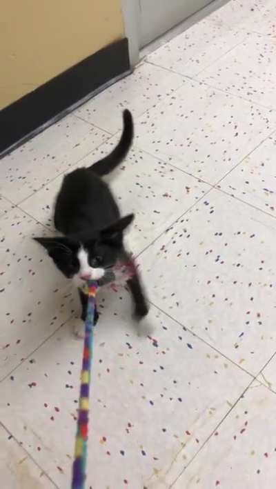 Does growling count? This is Adrian, he&rsquo;s a sweet boy looking for a home via LOLAs rescue and Petco in Littleton, CO