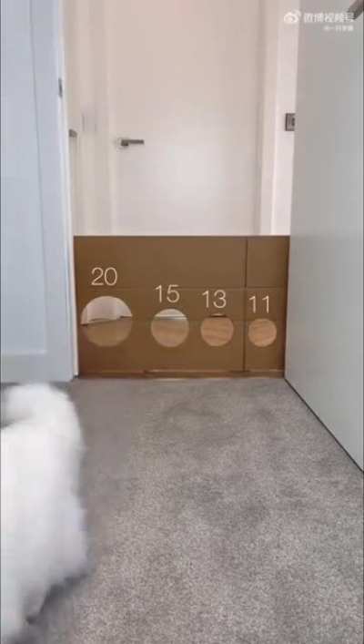 Cats are not from this world...