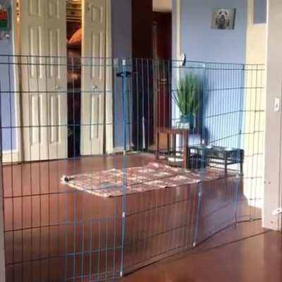 Dog meets his kryptonite