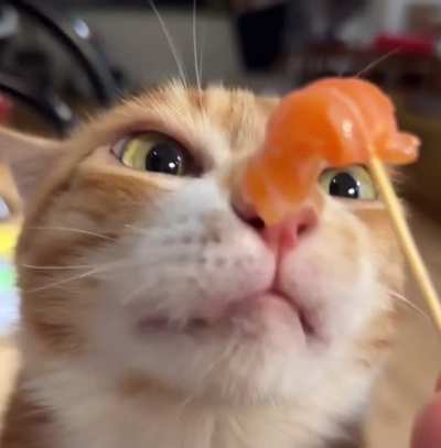 hungry wunk