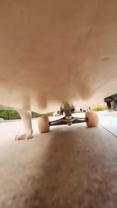 Skateboarding Doggo