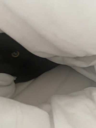 My tucked in kitty Lola has levelled up her tucking in skills!