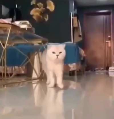 Когда у тебя лапки