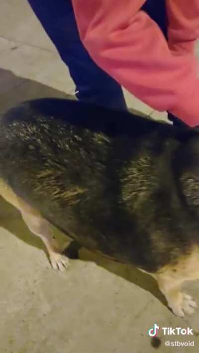 *Perro guaton*