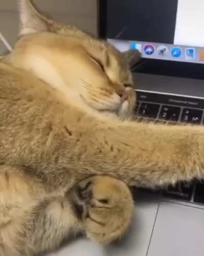 Time for a petting break, human.