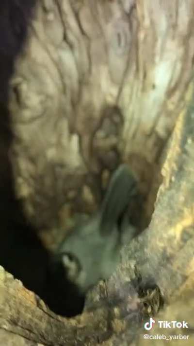 Cute baby birds in tree