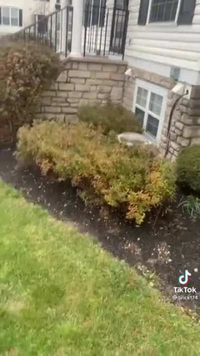 Clean up after your pet...