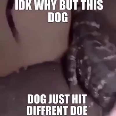 dog