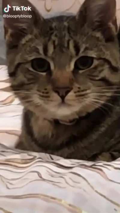 Hungry AND Smol