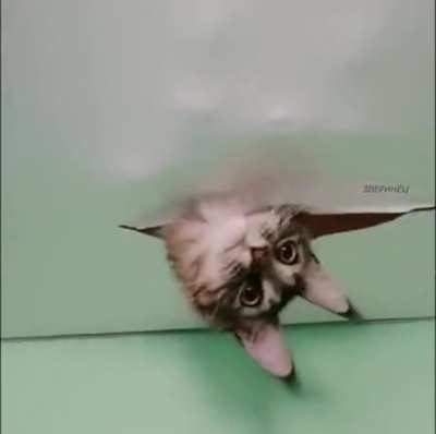 Who's in the ceiling !?