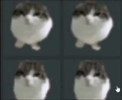 interesting cat