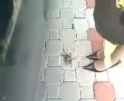 Snail on the Street