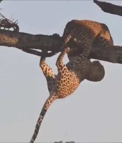 🔥 One wrong move [Non-cropped]