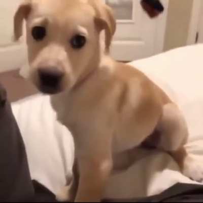 Incoming &ldquo;what the dog doin?&rdquo;comments