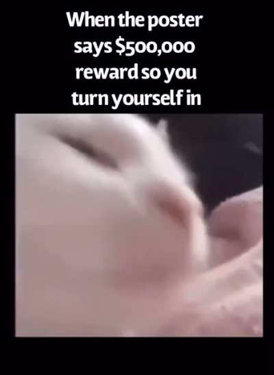 Cat vibing