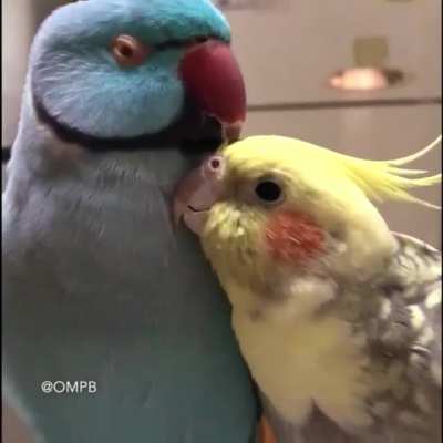Annnn... I will always love youuuuu! :)
