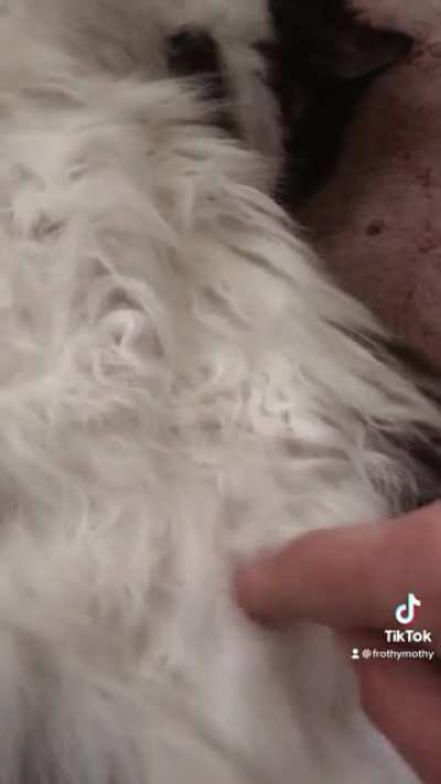 me annoying my cat