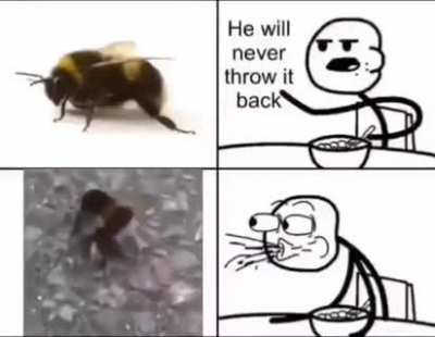 🐝🐝🐝🐝