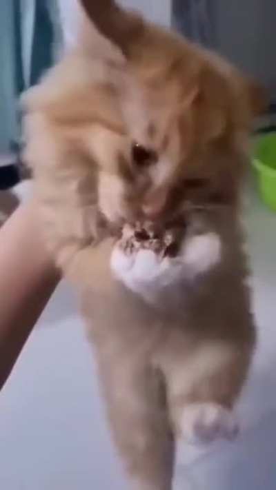 It was his meat ball