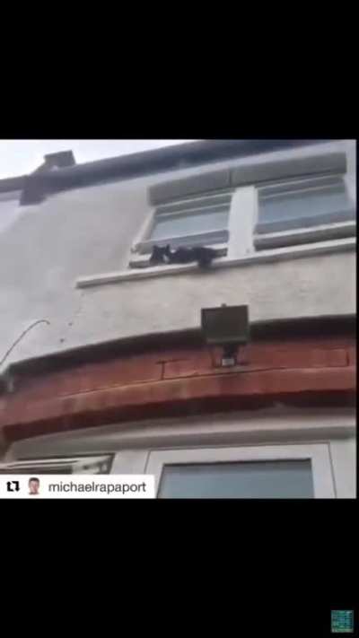 That&rsquo;s a wired looking cat
