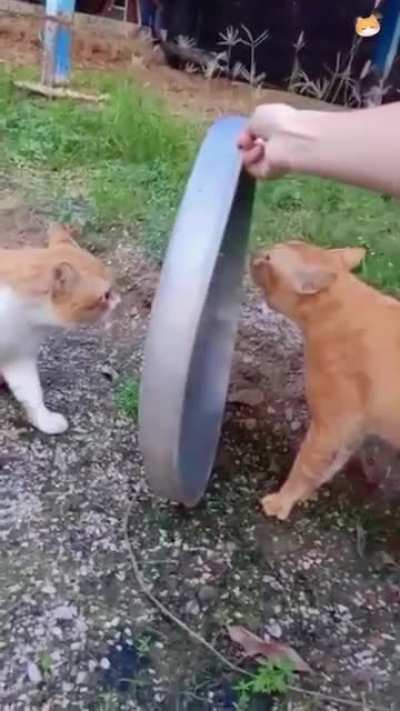 "Pawsue"