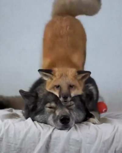 Friendship has no boundaries