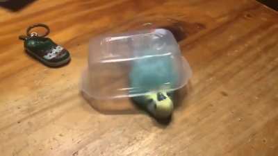 My bird people need me