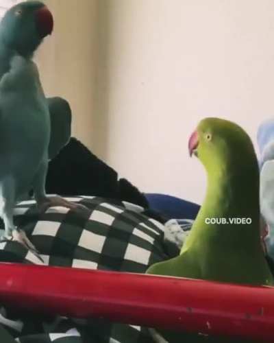 Pikabuuu!
