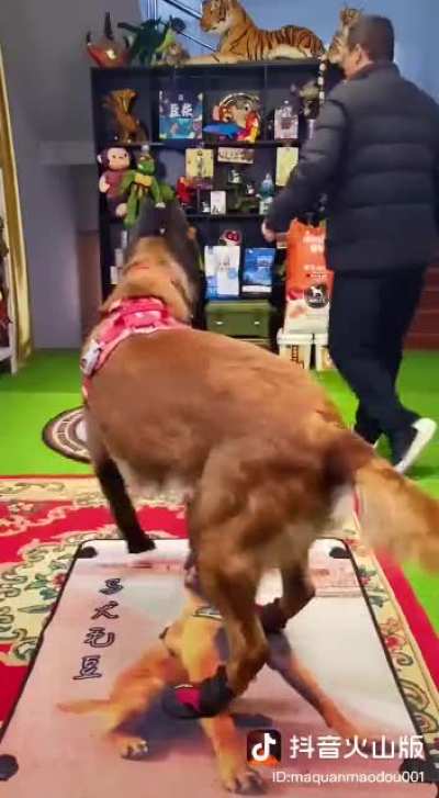 Dog dances and attempts to do push-ups