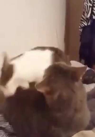 What are you doing Step Cat?