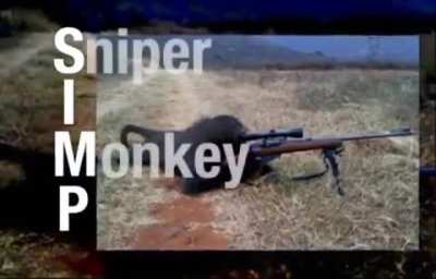 Monkey