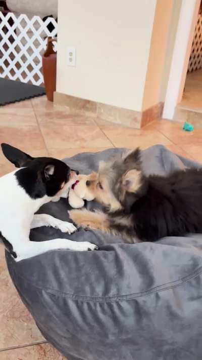 Pedro has had enough of the foster puppy!