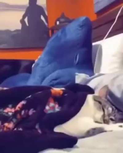 Hooman staaaap