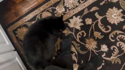 My mom&rsquo;s chonker does a roll on your feet when he wants attention.