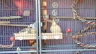 Sorry for potato quality but these two were cracking me up earlier. Sound up and wait til the end