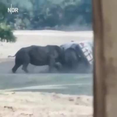 Hey rhino .......