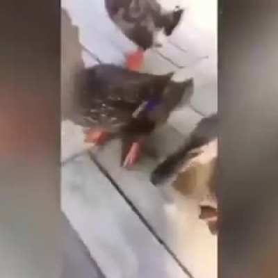 [Compilation] just AAAAAAAAAA