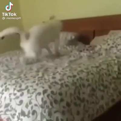 Establishing dominance