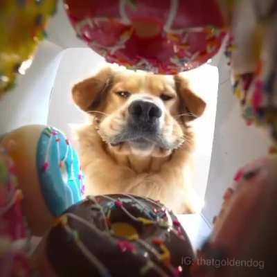 woof_irl