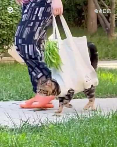 If it's stupid but it works... it's a cat