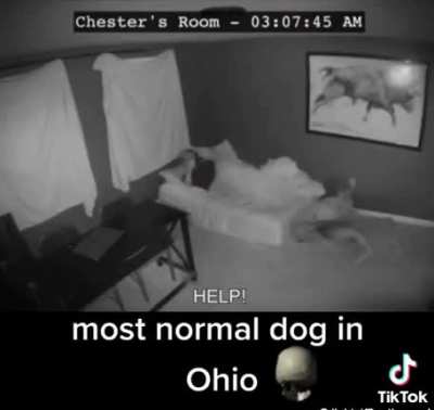 Most normal dog in Ohio&hellip;