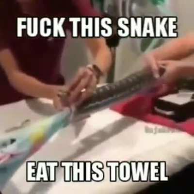 Snake.mp4