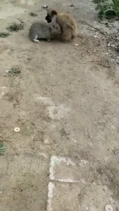 Please play with me, don't hop away