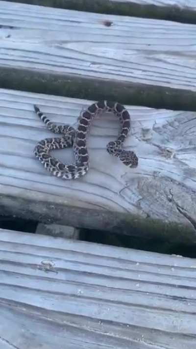 A snake poised to attack