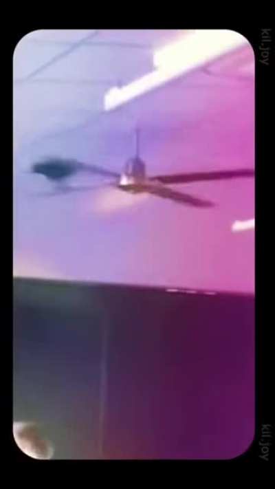 GUŞ GUŞ