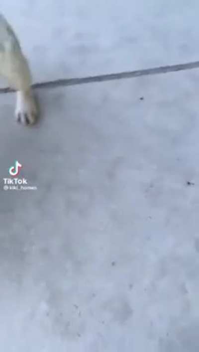 Dog's Move