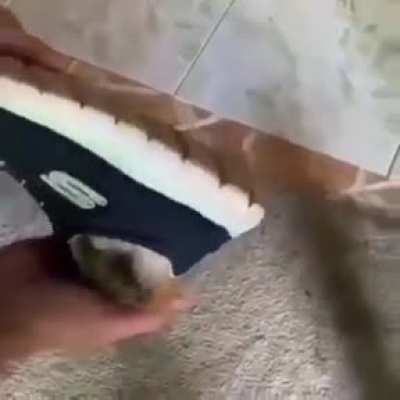 That's my spot, hooman!