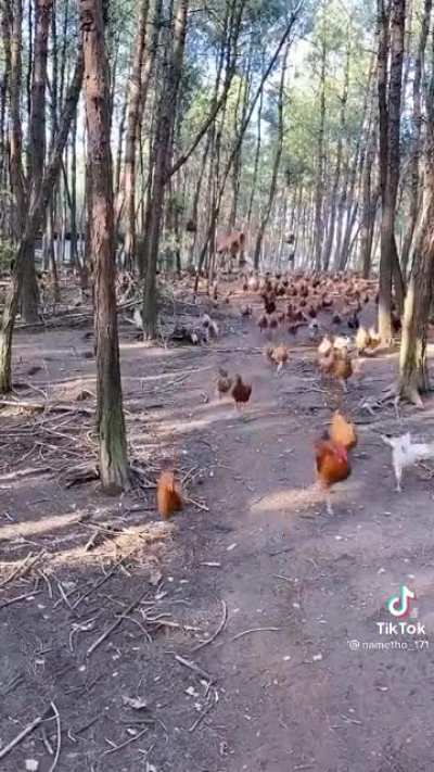 Suddenly chickens